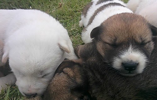 잠자는 강아지들. <사진=연합뉴스>